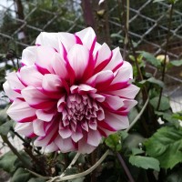 Flower Violet-nature's wonder